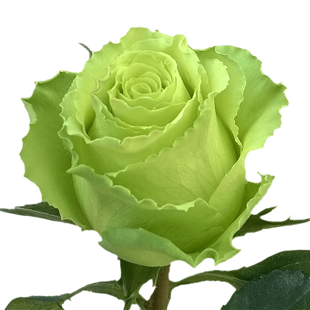 fresh-solid-green-roses-online-globalrose-2.png