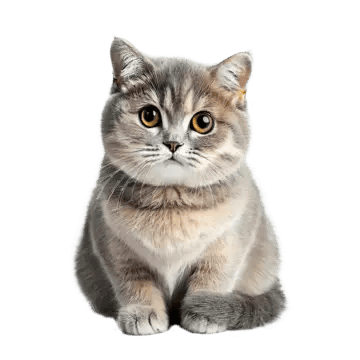 6157faddbebcf01bf49097d8_pngtree-isolated-cat-on-white-background-png-image-7094927_1765269808312.png