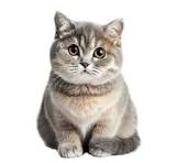 Vu's Cat 4