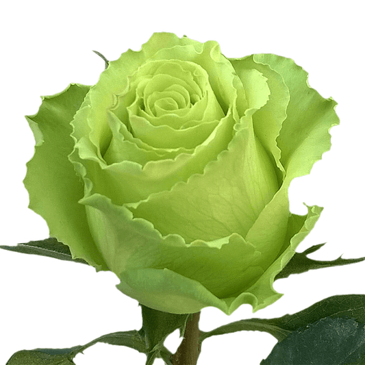 fresh-solid-green-roses-online-globalrose-2.png