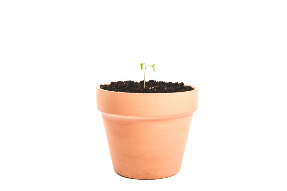 single-sprout-in-a-pot_925x.jpg
