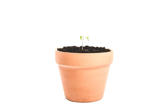 single-sprout-in-a-pot_925x.jpg